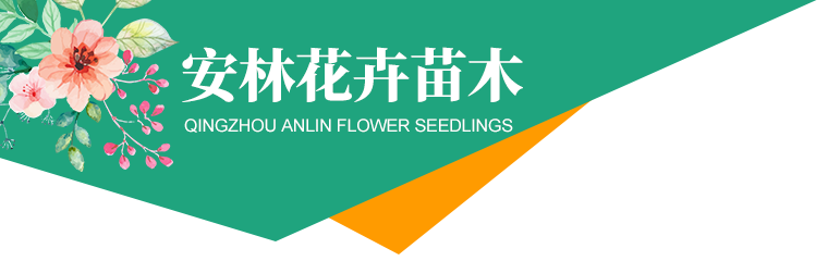 青州市安林花卉苗木种植有限公司